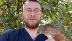 Bıldırcın kılavuzu, göç yolunda saldırıya uğradı