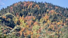 Bolu’da sonbahar tonları