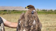 Bozkır kartalı havaların soğumasıyla göçe başladı