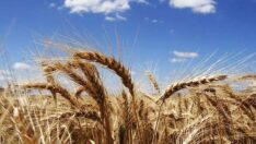 Buğday üretiminde Arjantin de bizi geçti