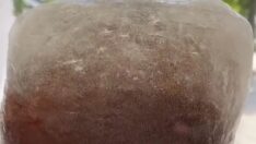 Çılgın berber “buz küpü” saçla dikkatleri çekti