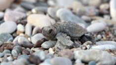 Çıralı’da denizle buluşan yavru caretta caretta sayısı arttı