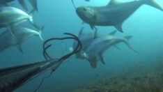 Dev balık sürüsüyle karşı karşıya geldi, o anları kaydetti