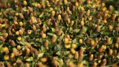 Diş otundan kırışıklığı önleyen cilt serumu üretti