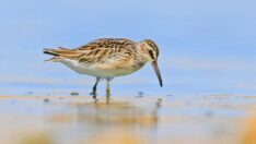 Diyarbakır’da ilk kez görüntülenen 5 kuş türü