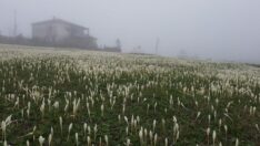 Doğu Karadeniz vargite büründü