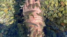 Doktor balıklar çalışıyor