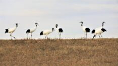 Dünyanın en büyük Japon Turnası yaşam alanı
