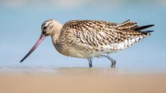 Durmaksızın 11 gün boyunca uçan rekortmen kuş Mersin’de