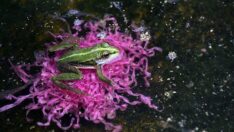 Ekvador’da 6 yeni kurbağa türü keşfedildi