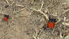 Elazığ’da zehirli uğur böceği örümceği görüldü