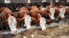 Eti pahalı satıyorlar dedi istifa etti