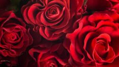 Güle yüzde 282 zam geldi