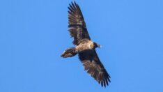 Iğdır’da kırmızı listedeki sakallı akbaba görüntülendi