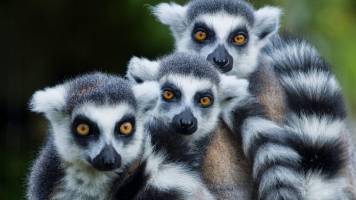 İklim değişikliği, maymunları ve lemurları ağaçlardan yere indirebilir