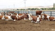 İnatlaşma Türkiye’yi yokluğa götürüyor