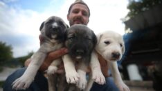 İnşaat ustasının sahiplendiği köpek, yavru kediye de annelik yapıyor