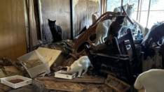 Japonya’da hastaneye kaldırılan adamın 170 kedisi evde aç ve susuz kaldı