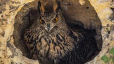 Kaçak avcıların vurduğu puhu çifti için yaşam alanı oluşturuldu