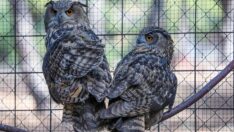 Kaçak avcıların vurduğu puhu çifti üremeye hazırlanıyor