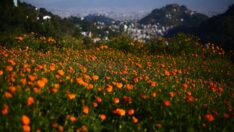 Kadife çiçekleri hayvanlara adanan festival için toplanıyor