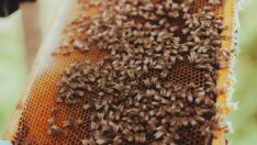 Kadın arıcı kovan sayısını 4 yılda 9 katına çıkardı