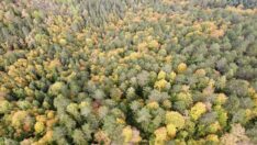 Karabük ormanlarında sonbahar güzelliği