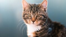 Kediye çarpıp kaçan sürücüye 2 bin 43 lira ceza