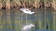 Kılıçgaga kuşu Iğdır’da yemek molası verdi