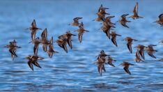 Kızılırmak Kuş Cenneti’nde gözlem zamanı