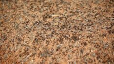 Koruma altındaki kırmızı karıncaların sayısı arttı