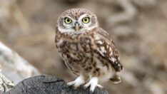 Kukumav kuşu Ağrı Dağı eteklerinde görüntülendi