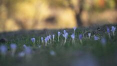 Munzur Vadisi’nde vargit zamanı