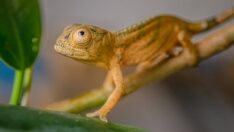 Nadir görülen bukalemunlar 2 yıl kuluçkanın ardından yumurtadan çıktılar