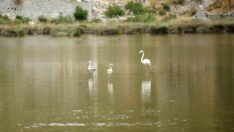 Noel Baba Kuş Cenneti flamingoların evi oldu