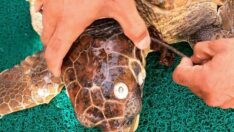 Ölmek üzere olan caretta caretta iki gün süren dalışlar sonucu kurtuldu