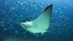 ‘Omurgalı türlerin popülasyonu yüzde 69 azaldı’