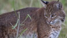 Otomobilin çarptığı vaşak rehabilitasyon merkezinde