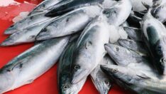 Palamut bolluğu hamsiyi olumsuz etkileyebilir