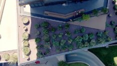 Plazada organik bahçe kurdular