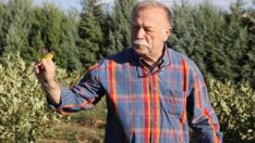 Saksıda üretmeye başladı, 16 dekara çıkardı