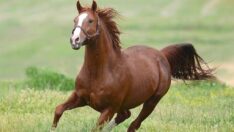 Şampiyon atın iki tayı rekor fiyatla satıldı