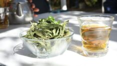 Şeker hastası eşine şifa arayan kadın, şeker otu yetiştiricisi oldu