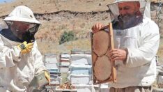 Şekerde arı vurgunu