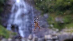 Tarihi Çifte Köprüler’den geçilerek ulaşılan Mençuna Şelalesi büyülüyor