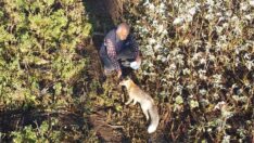 Tilki Maykıl dostu oldu