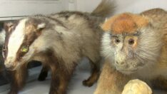 Türkiye’nin ilk zooloji müzesi yeniden açılıyor