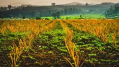 TZOB Başkanı: Üretici fiyatları baskılanarak enflasyon düşmez