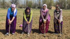 TZOB: Tarım sektöründe çalışan kadınlar sosyal güvenceden yoksun