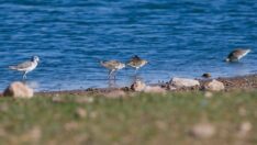 Üniversite kampüsündeki gölet, kuşların mola yeri oldu